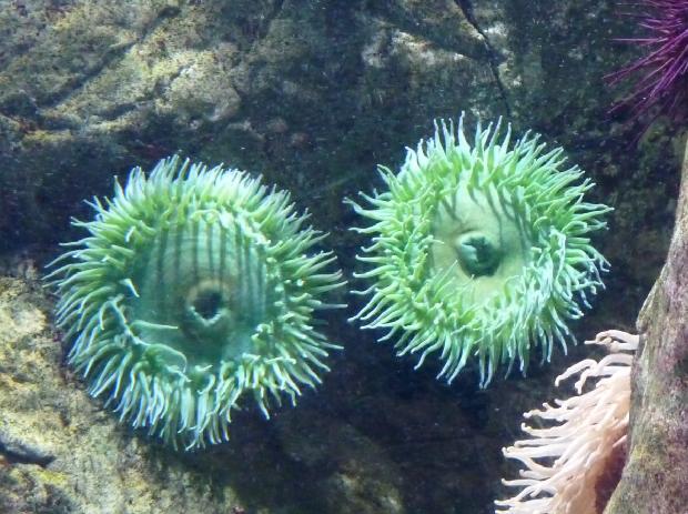 Anémona-verde-gigante