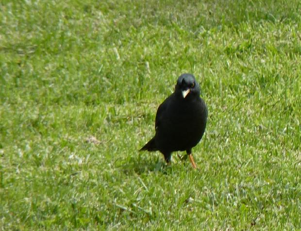 Mainá-de-crista