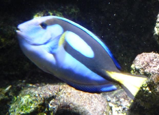 Peixe-cirurgião-azul