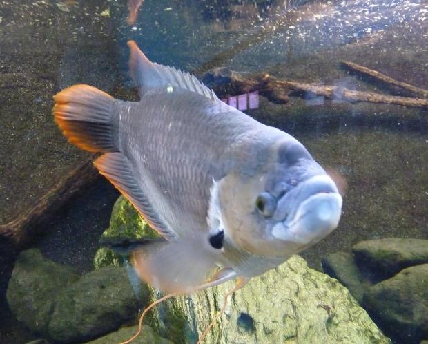 Gourami-gigante-de-cauda-vermelha