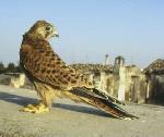 Aves