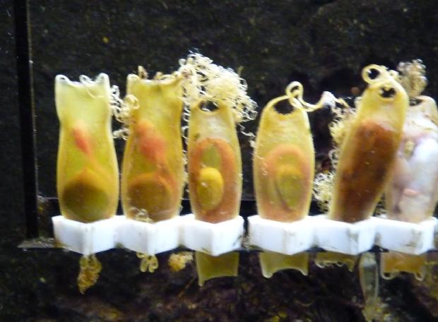 Cápsulas de ovos de pata-roxa