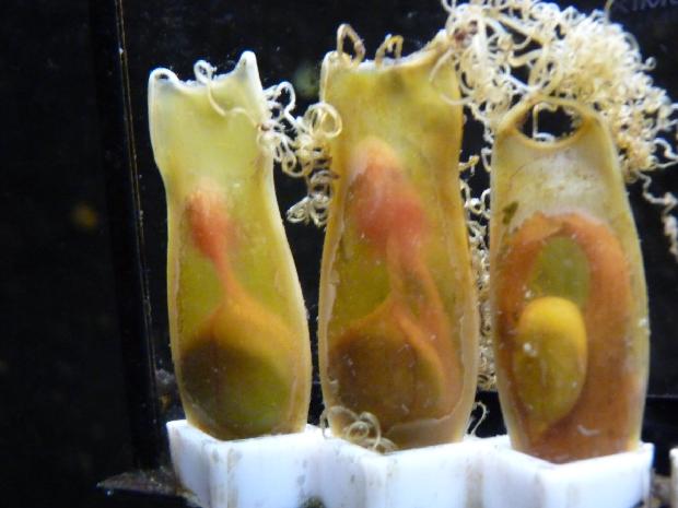 Cápsulas de ovos de pata-roxa