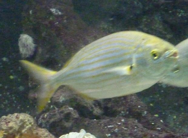 Salema