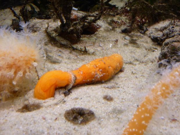 Cenoura-do-mar