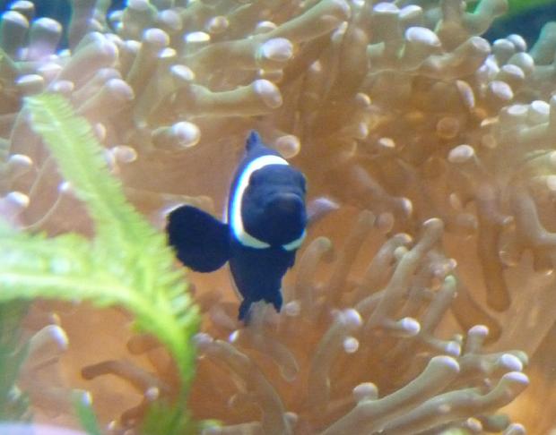 Peixe-palhaço-preto-e-branco