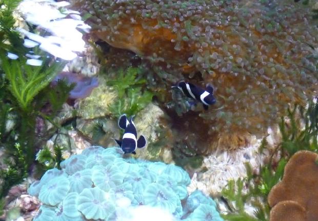 Peixes-palhaço-pretos-e-brancos