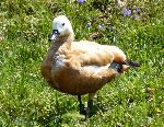 Aves
