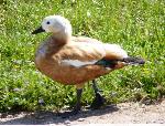 Aves
