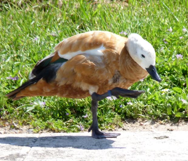 Pato-ferrugíneo