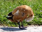 Aves