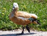 Aves