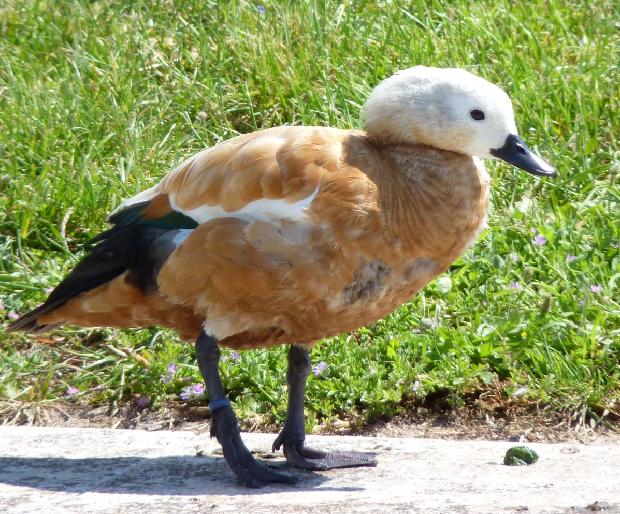 Pato-ferrugíneo