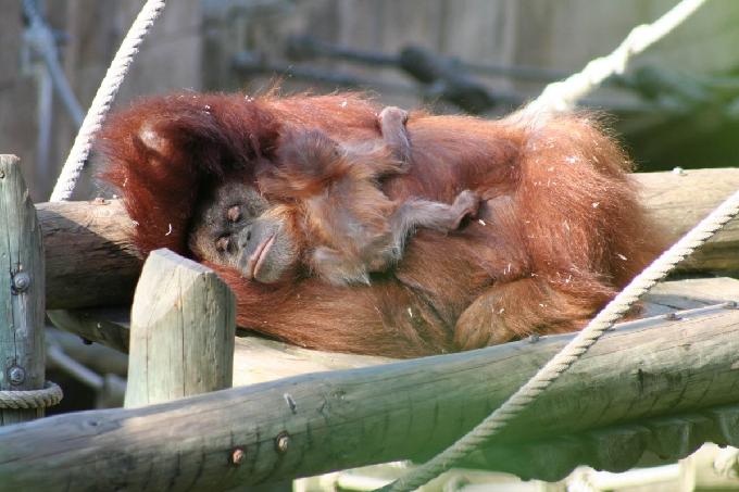 Mãe e bebé orangotango