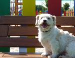 Rafeiro / Cão sem raça definida