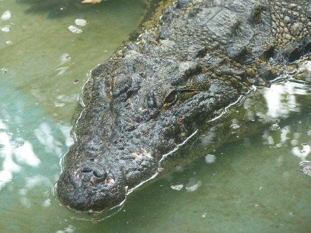Crocodilo-do-Nilo
