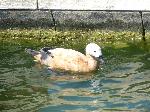 Aves