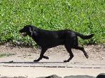 Cães