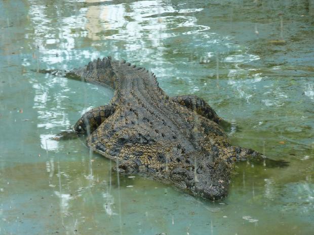 Crocodilo-do-Nilo
