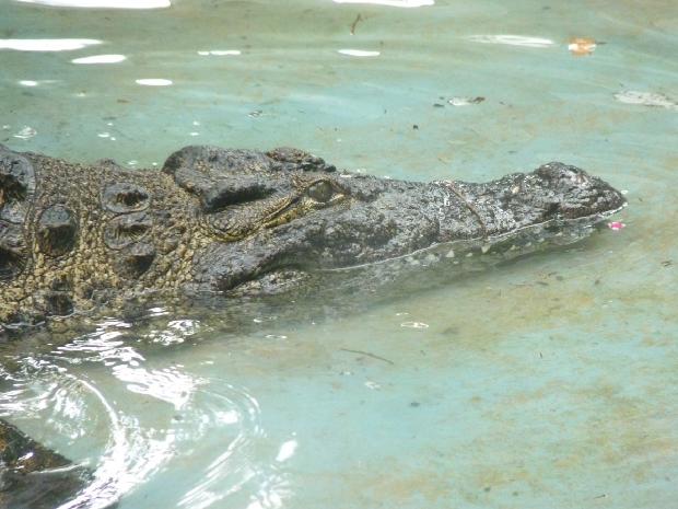 Crocodilo-do-Nilo