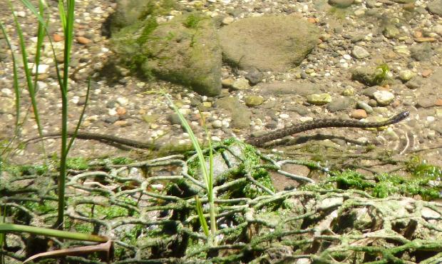 Cobra-de-água-viperina
