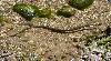 Cobra-de-água-viperina <i>(Natrix maura)</i>