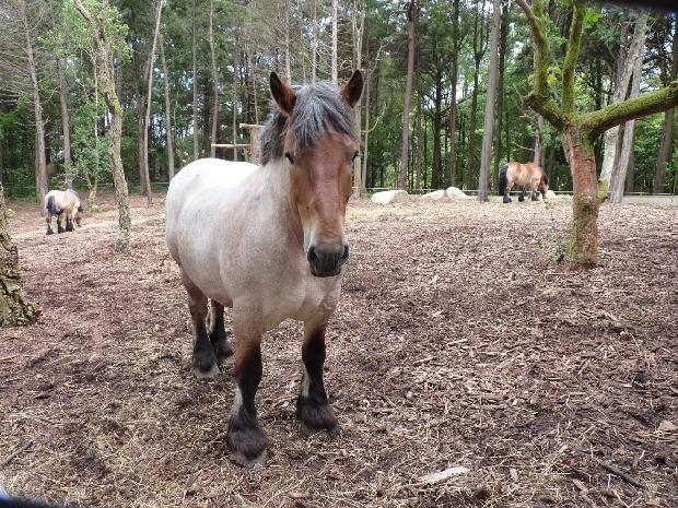 Cavalo Ardennais