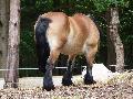 Cavalo Ardennais