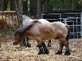 Cavalo Ardennais
