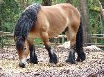 Cavalos