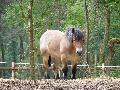 Cavalo Ardennais