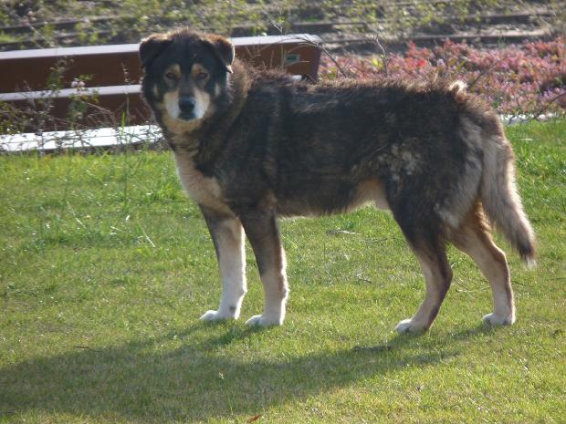Cão abandonado