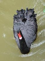 Aves