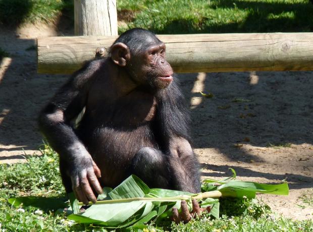 Chimpanzé