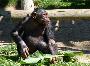 Chimpanzé