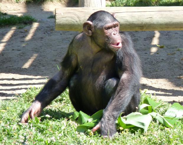 Chimpanzé
