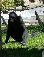 Macaco-aranha-da-Colômbia