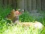 Muntjac-chinês