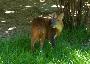 Muntjac-chinês