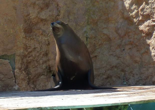 Leão-marinho-da-américa-do-sul
