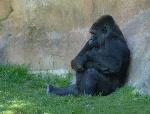Gorila <i>(Gorilla gorilla) </i> e <i>(Gorilla beringei)</i>