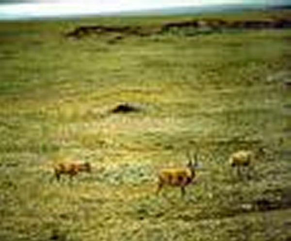Antílope tibetano