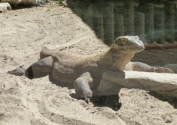 Dragão-de-Komodo