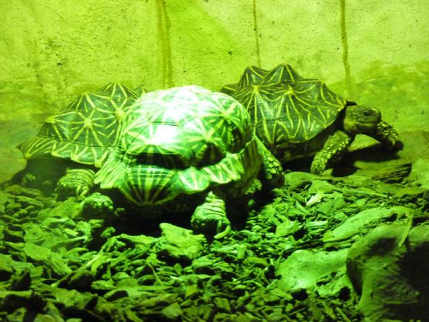 Tartaruga-estrela-indiana