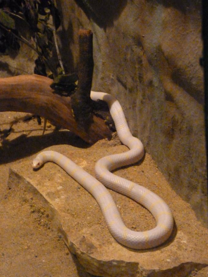 Serpente-rei-californiana