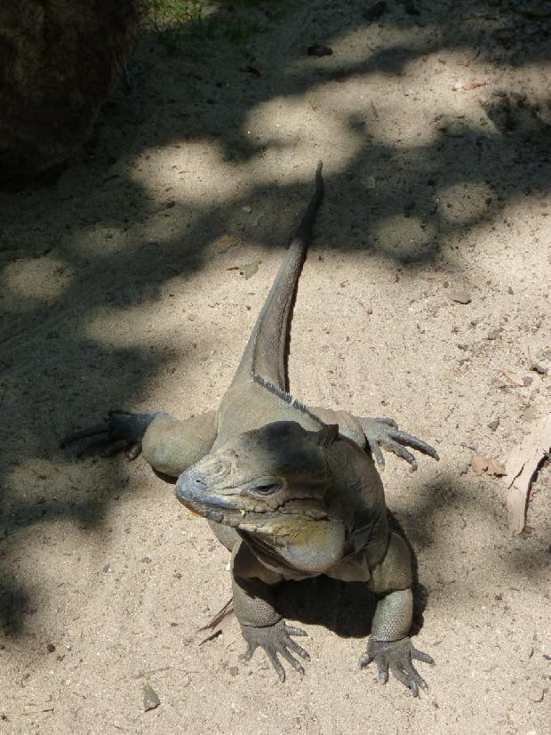 Iguana-rinoceronte