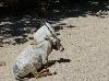Órix-da-arábia <i>(Oryx leucoryx Pallas)</i>