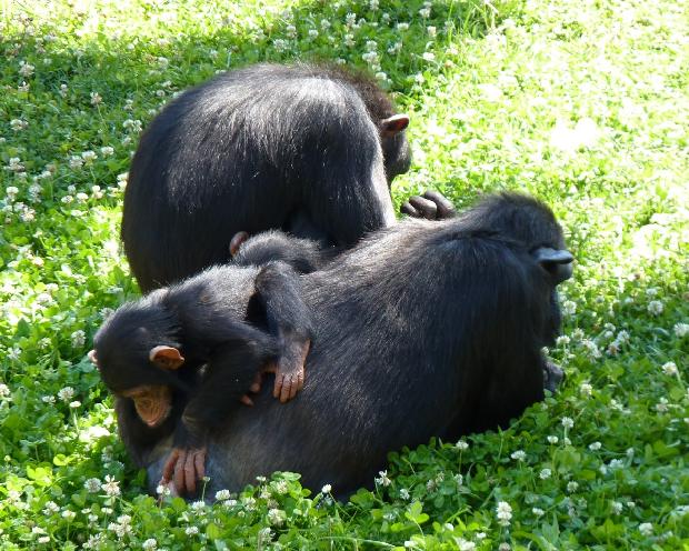 Chimpanzés