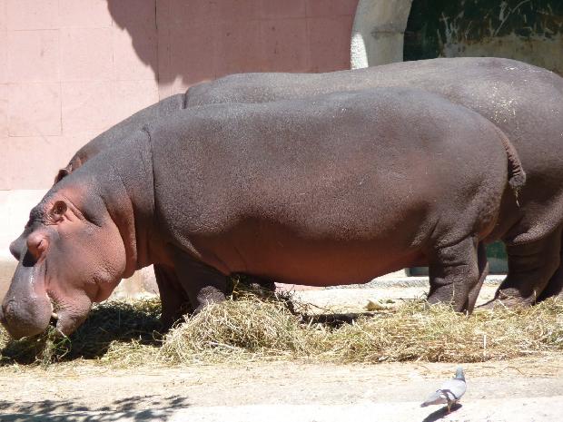 Hipopótamo