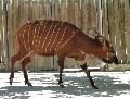 Bongo